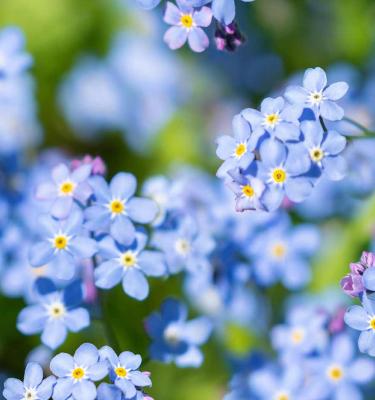 How To Grow And Look After Forget Me