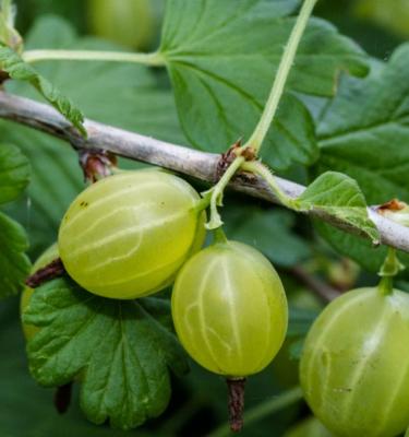 How to Grow & Care For Gooseberries in Australia in 4 Easy Steps
