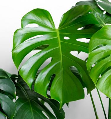 Monstera : arrosage, ce qu'il faut faire en cas de taches jaunes