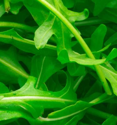 How To Grow And Care For Rocket Love The Garden How To Grow And Care For Rocket Love The Garden
