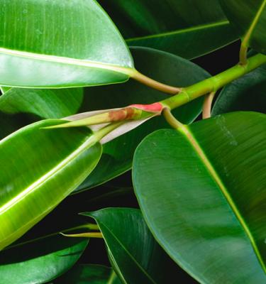 Plante d'intérieur Caoutchouc / Ficus 'Tineke