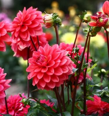 Dahlia : comment le planter et l'entretenir ?