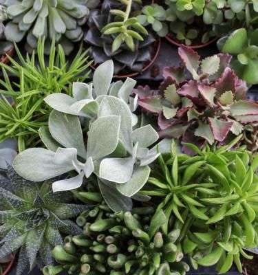 Plantes succulentes rustiques pour pots, rocailles et jardins secs