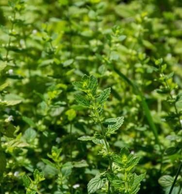 Jardinage : les meilleures plantes anti moustiques à nos fenêtres