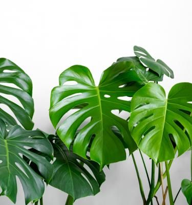 Comment prendre soin d'une Monstera deliciosa ? Le guide complet