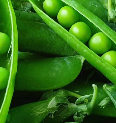 How to grow and care for sugar snap peas
