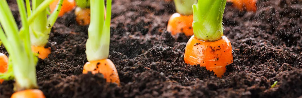 Légumes racine : Conseil, astuces et information sur les légumes racines