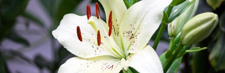 How To Grow And Care For Lilies | Love The Garden