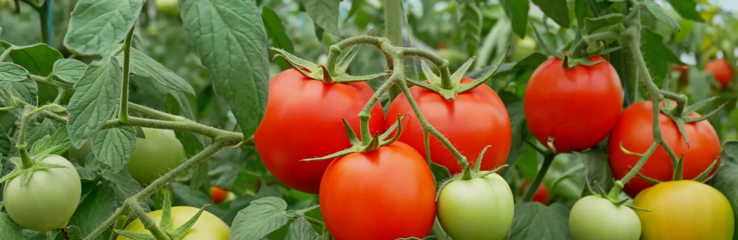 Summer tomatoes