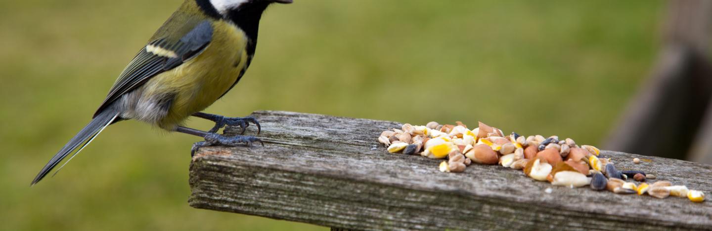 vogel und wildltiere