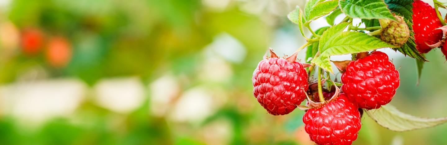 fruit