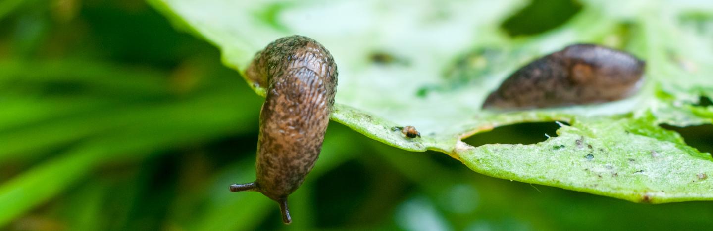 Controlling Garden Pests
