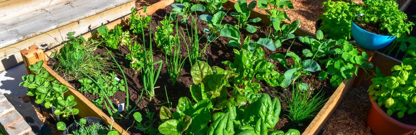Grow Your Own Produce