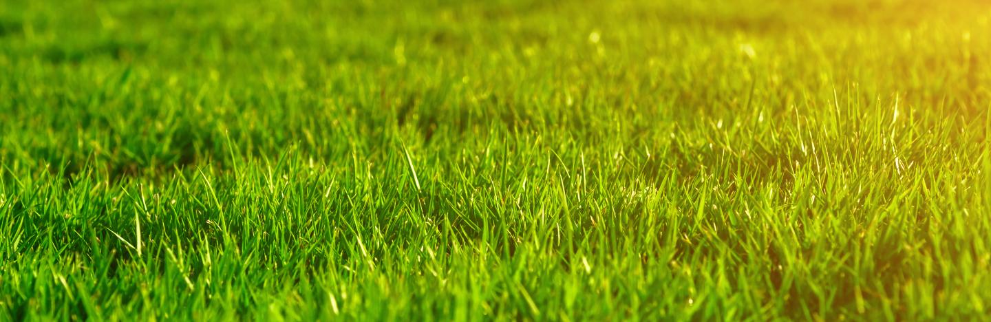 green lawn care