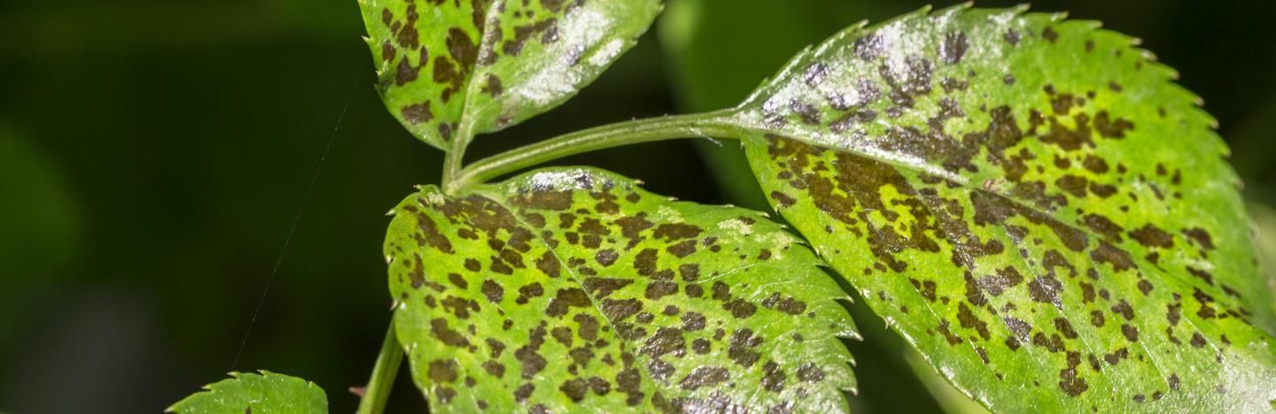 maladies des plantes