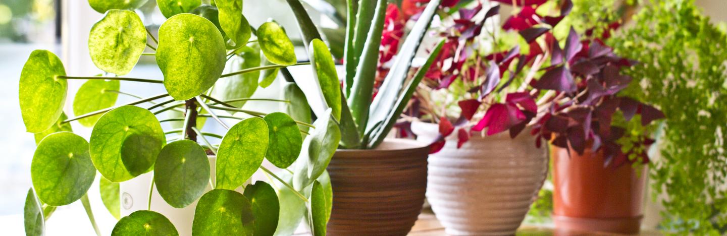 plant feeding