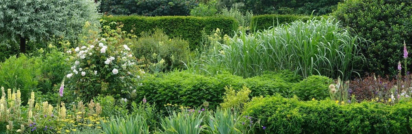 plants, trees & shrubs