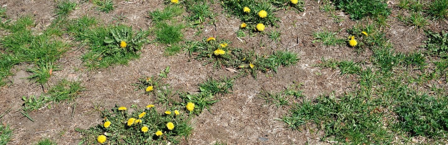 lawn repair and seeding
