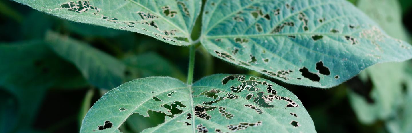 Managing Weeds, Pests and Diseases