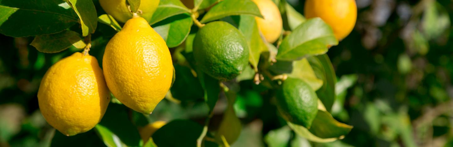 Citrus