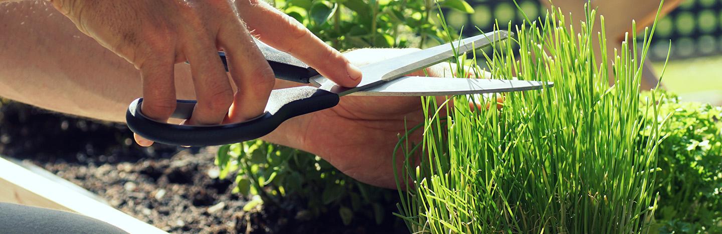 Astuces, conseils et inspiration pour créer votre propre jardin d'herbes aromatiques