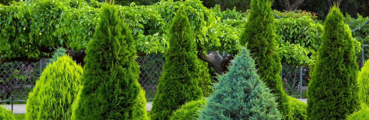 Advies en inspiratie over bomen en coniferen