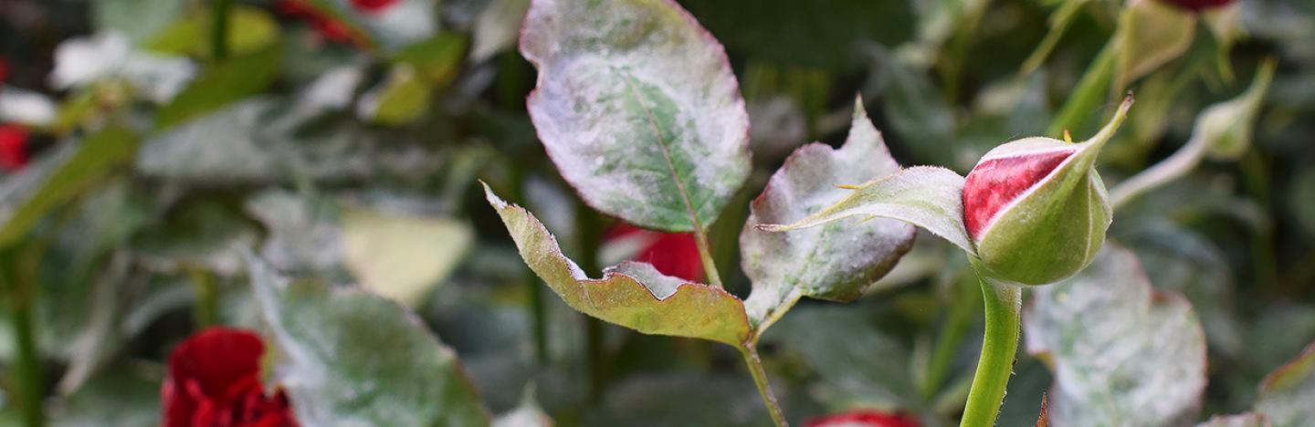 Tips, advies en inspiratie tegen ongewenste gasten, ziektes op de planten en onkruid