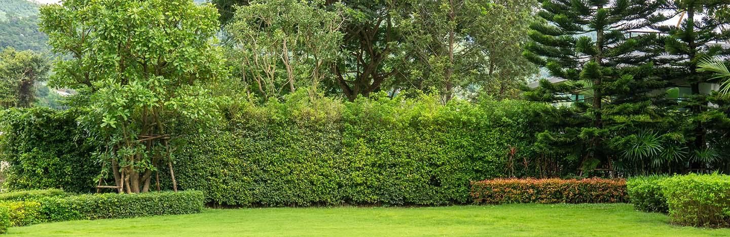 Tips, advies en inspiratie met betrekking tot bomen, planten en struiken