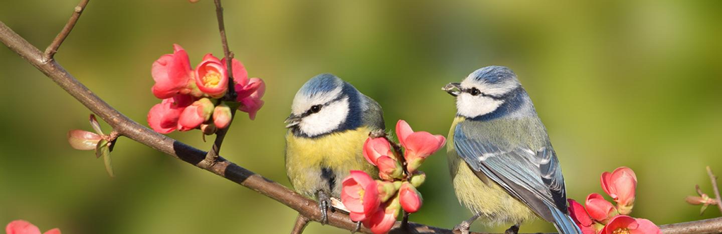 Tips en advies over biodiversiteit - Pimpelmezen op een perzikboom in bloei