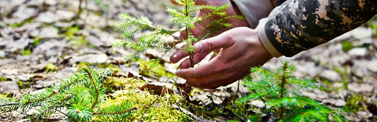 Evergreen Garden Care & duurzaamheid - hoe we vriendelijker zijn voor de natuur