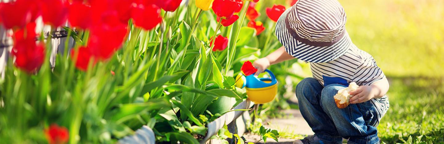 Entretien et soin du jardin