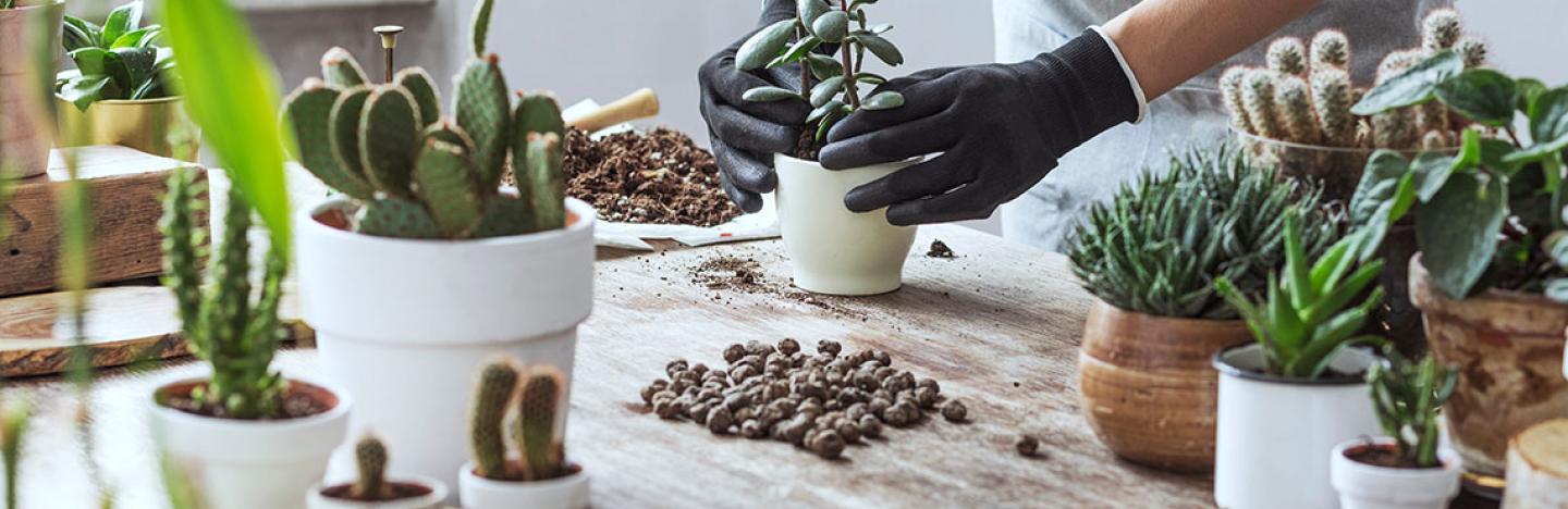 Jardiner à la maison, entretenir et planter des plantes d'intérieur