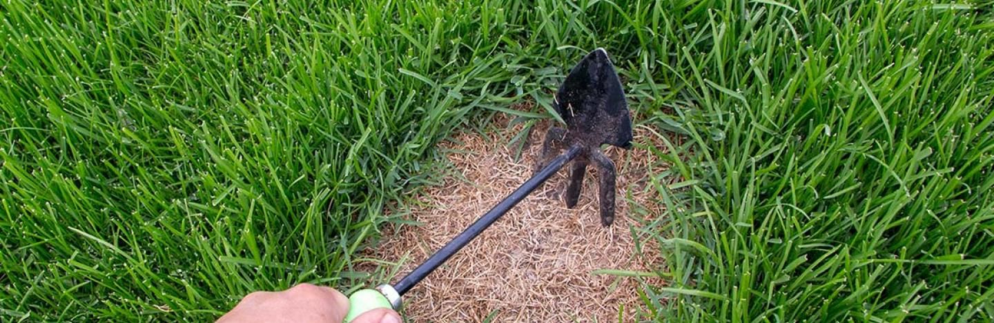 Trucs et conseils pour restaurer votre pelouse