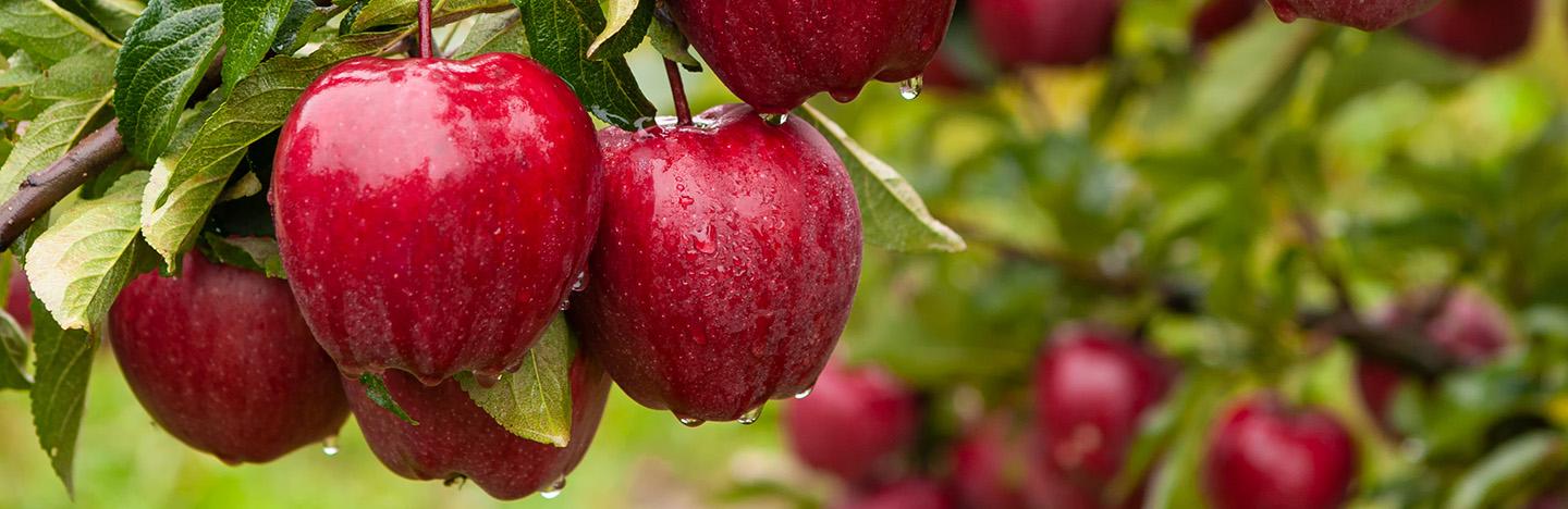Astuces, conseils et inspiration pour cultiver vos propres fruits