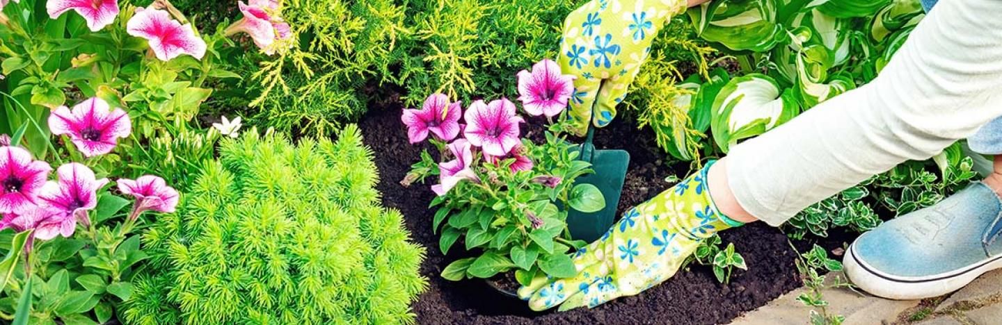 Les plantes du jardin