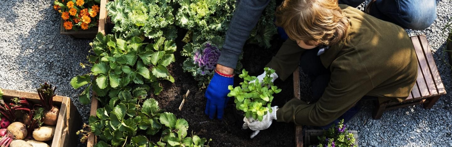 Veggie Garden