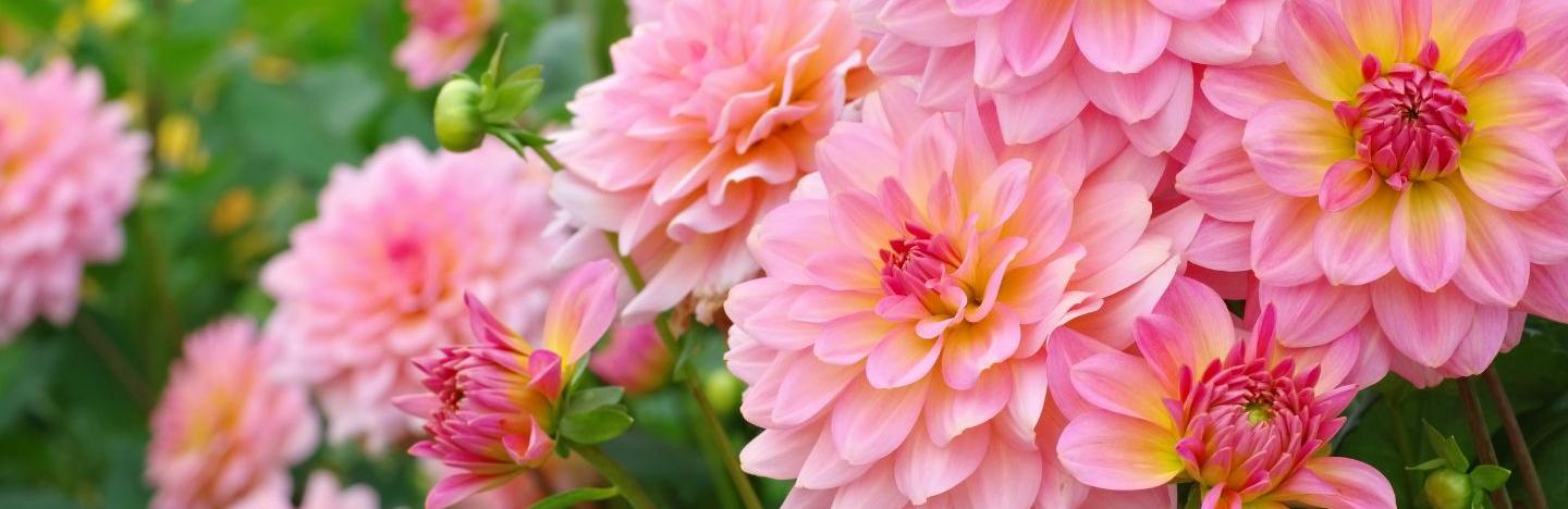 Autumn flower and garden