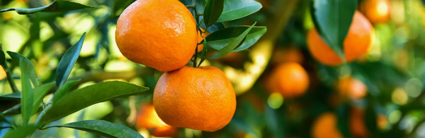 Winter Citrus Fresh Ripe