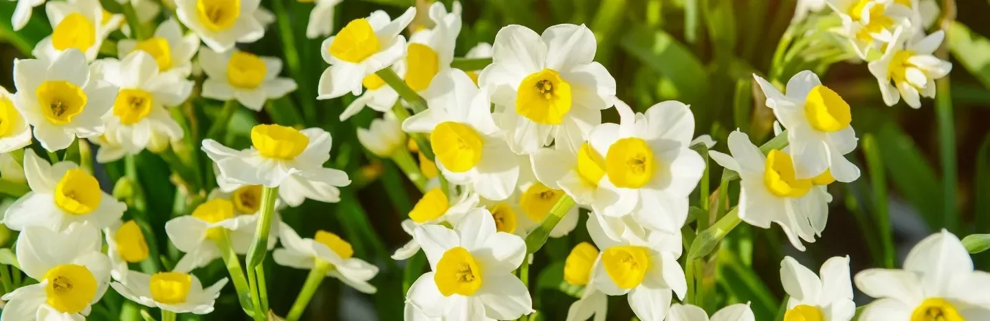 Spring Daffodil Blooms
