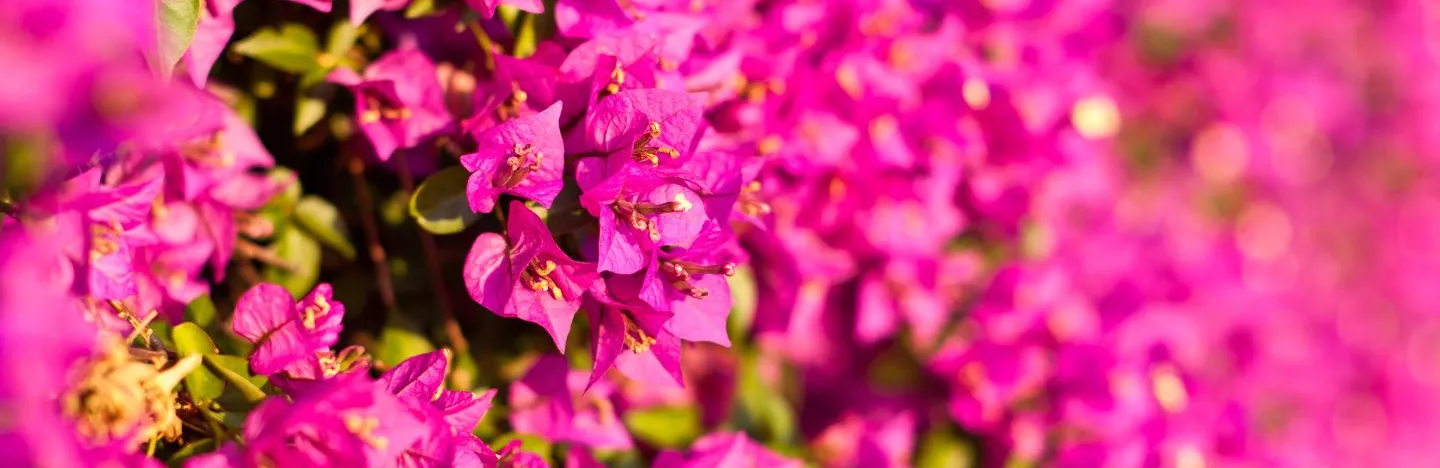 Summer Flower and Garden