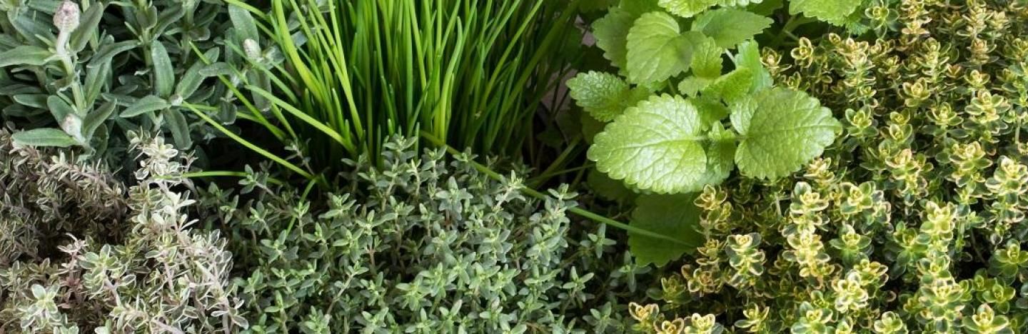 Mus Geladen Ambassadeur Kruiden en aromatische planten: hoe verzorgen? | Ilovemygarden