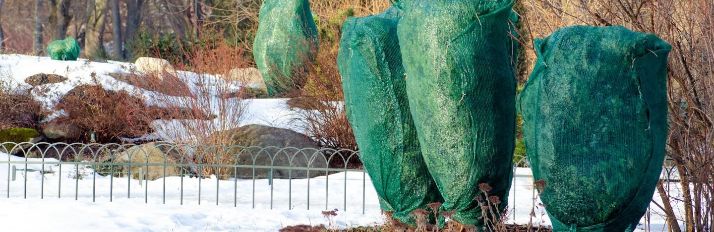 Topf- und Kübelpflanzen einwintern