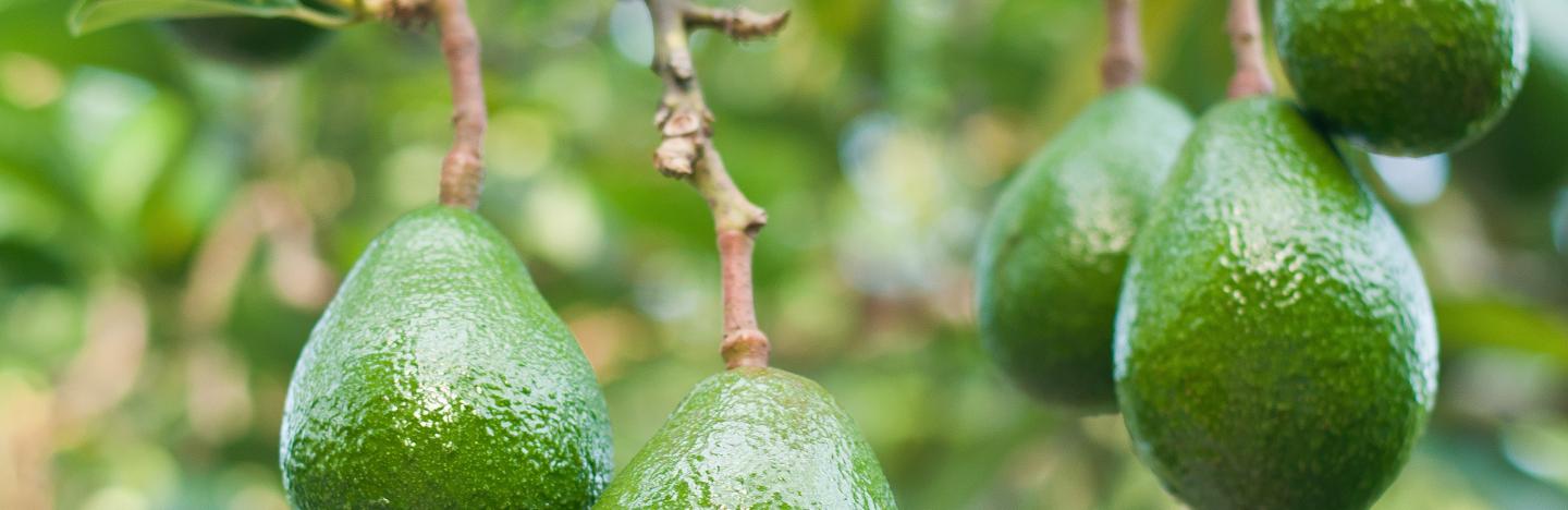 Avocado heranziehen