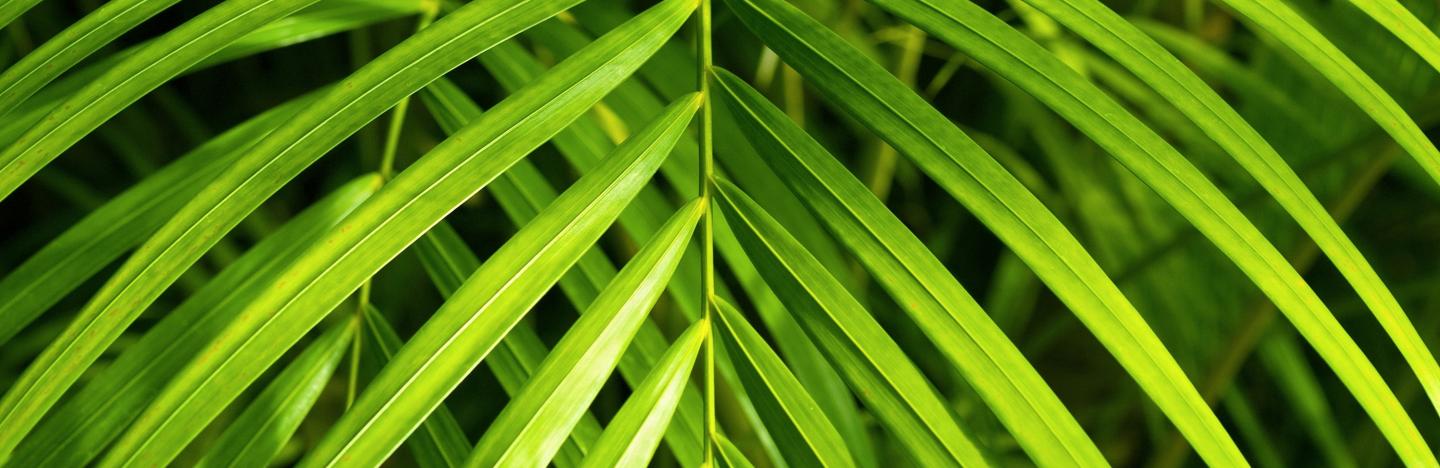 Bergpalme