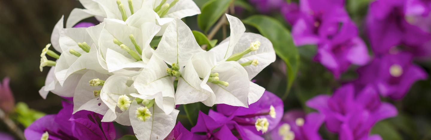 Bougainvillee