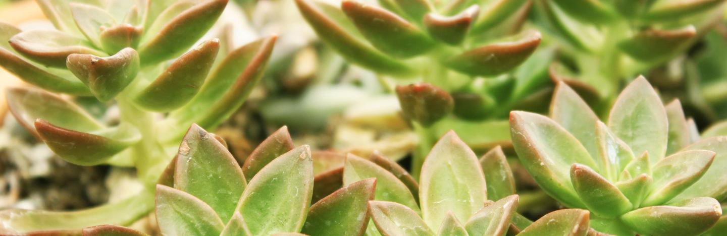Echeveria