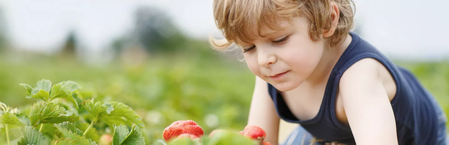 Erdbeeren