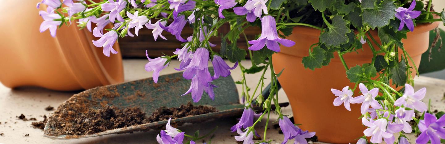 Glockenblume