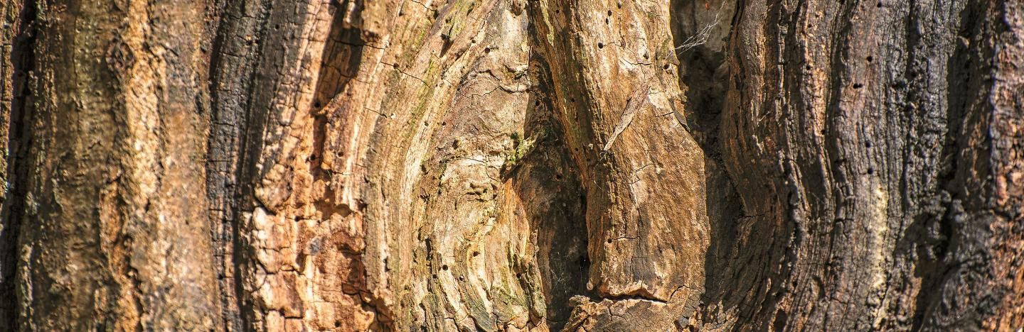 Holz- und Rindenkrankheiten