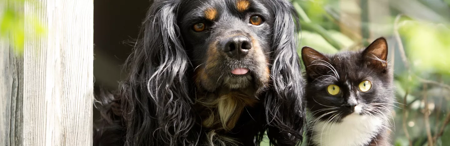 Hunde und Katzen